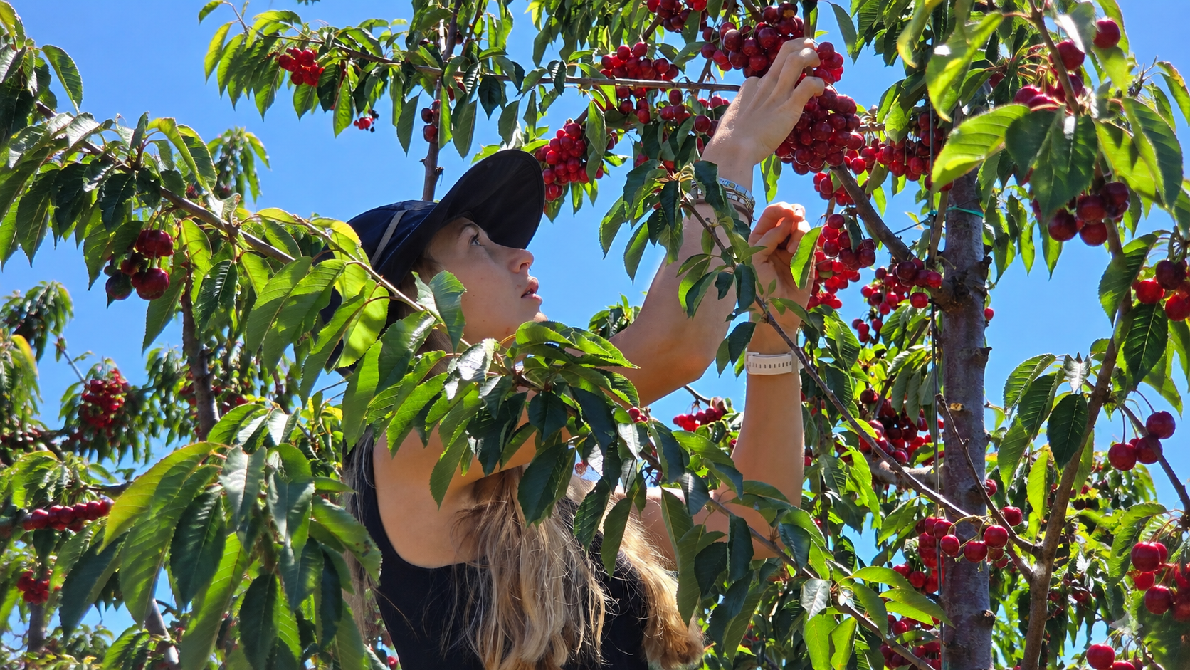 Kyra Pienaar examining cherries on a tree during a Provar stone fruit cultivar evaluation.